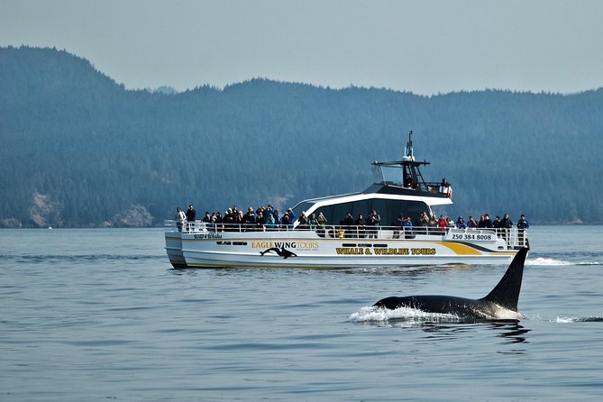Victoria Whale and Wildlife Cruise - Three and a half hours on the Salish Sea