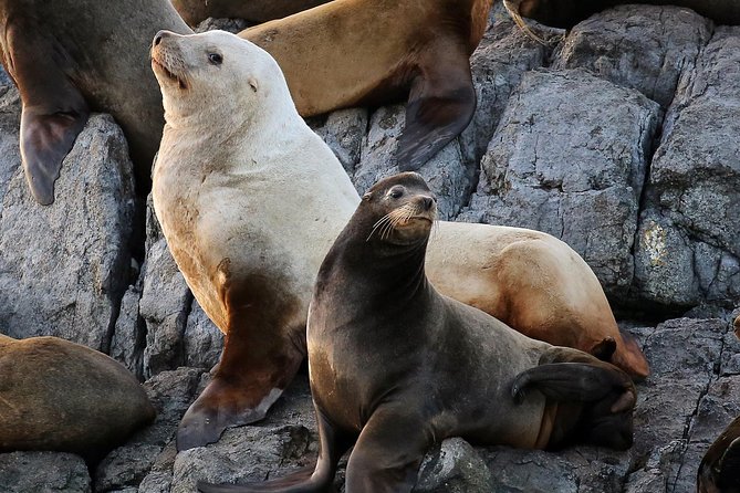 Victoria Whale and Wildlife Cruise - What the $146.17 price buys you