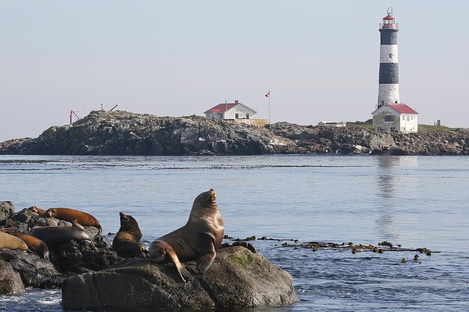 Victoria Whale and Wildlife Cruise - The best time to fit it into your Victoria plans