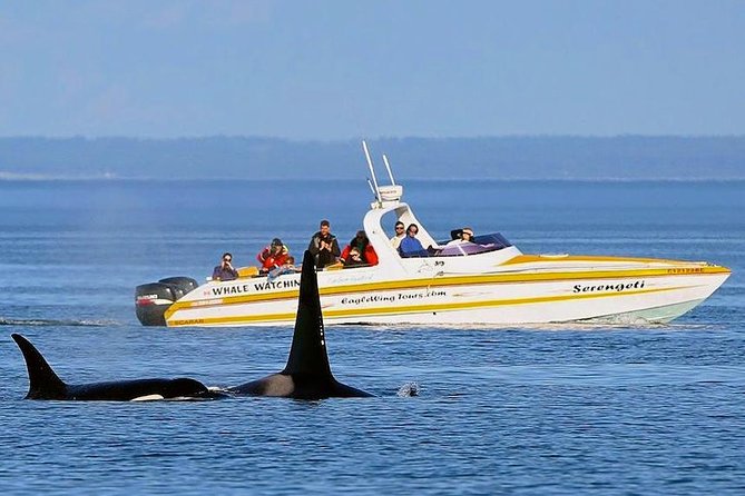 Victoria Whale and Wildlife Cruise - Practical comfort and access