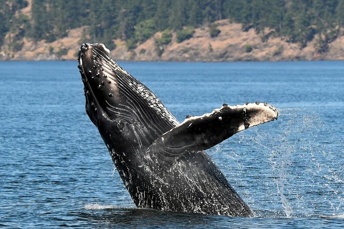 Victoria Whale and Wildlife Cruise - Who will get the most from this cruise