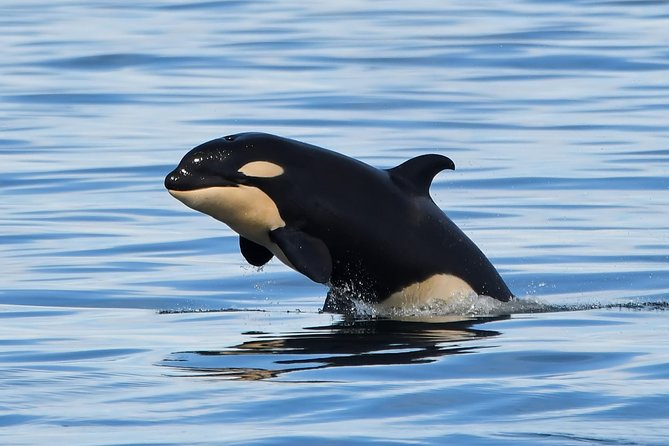 Victoria Whale and Wildlife Cruise - Orcas, humpbacks, and the wildlife search