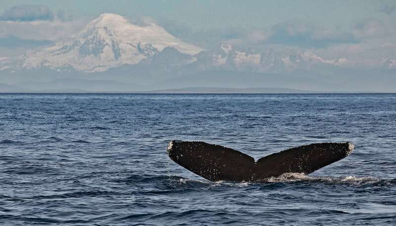 Victoria: Whale and Wildlife Semi-Covered Boating Tour - The first stretch across the Salish Sea