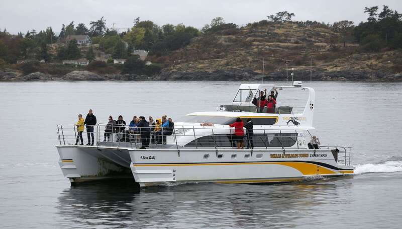 Victoria: Whale and Wildlife Semi-Covered Boating Tour - Four hours on the water: who will enjoy it most