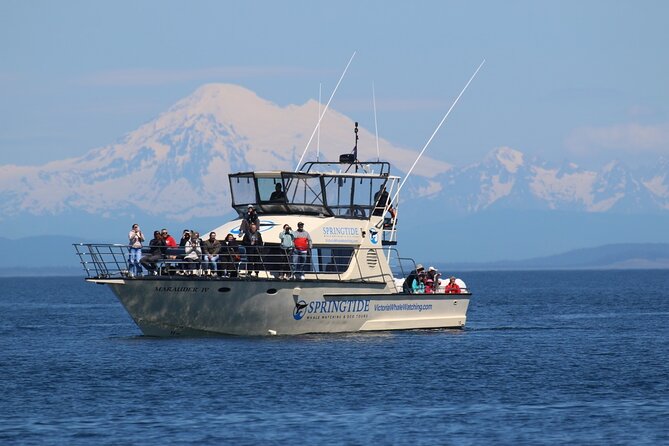 Victoria Whale Watch Tour - Key points to know before you book