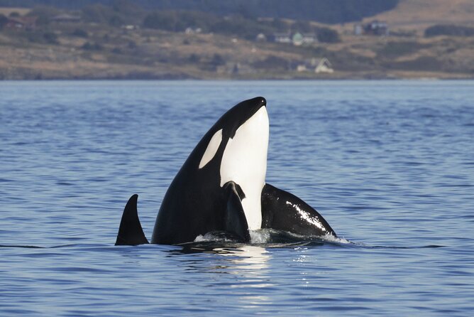 Victoria Whale Watch Tour - Three hours from Victoria’s Inner Harbour