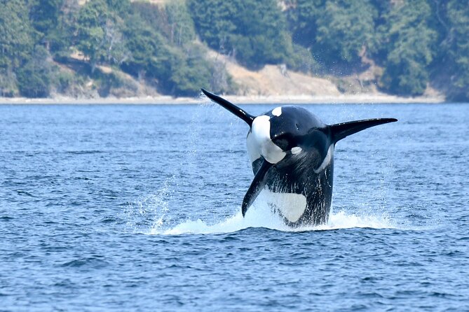 Victoria Whale Watch Tour - Orcas, humpbacks, and the value of a good naturalist