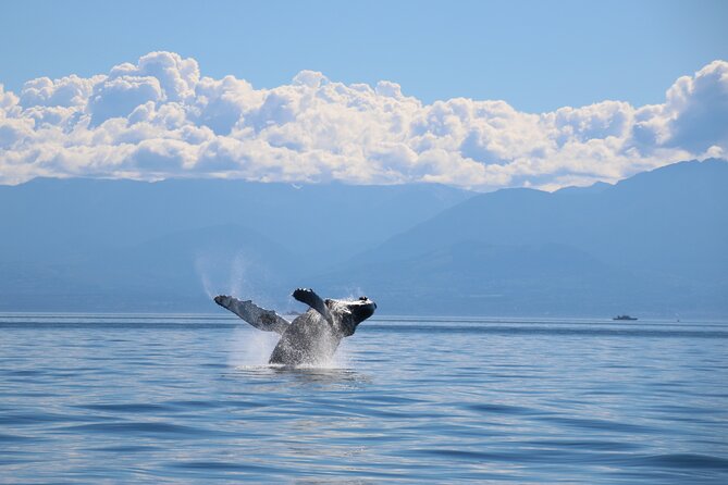 Victoria Whale Watch Tour - What wildlife sightings may look like