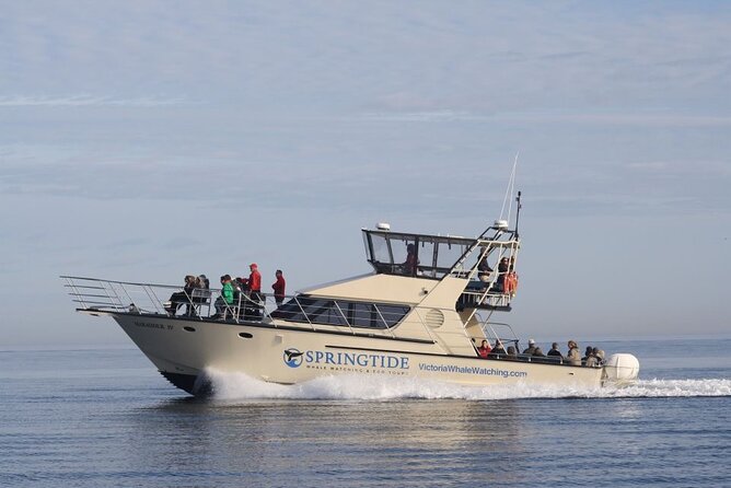 Victoria Whale Watch Tour - The best places to watch from the Ocean Cruiser