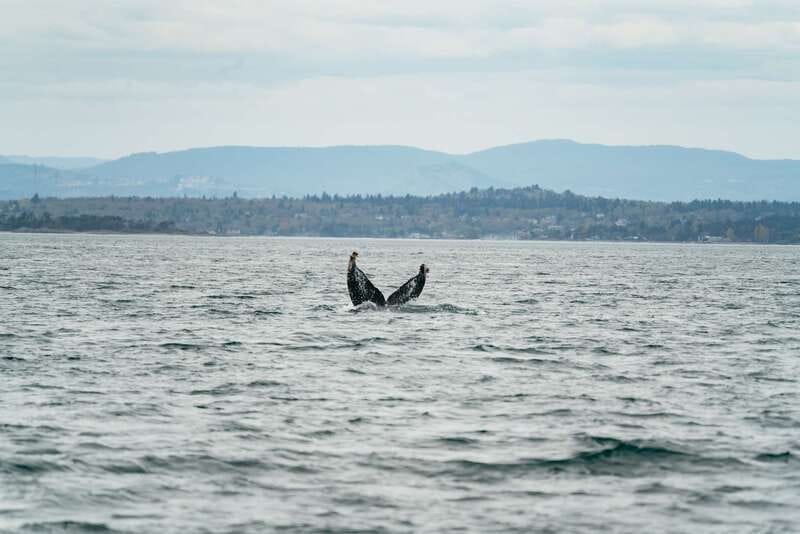 Victoria: Whale Watching Adventure in a Zodiac Boat - How long the three hours really feels
