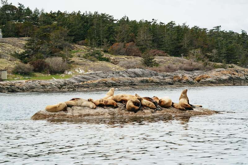Victoria: Whale Watching Adventure in a Zodiac Boat - Leaving Victoria’s Inner Harbour