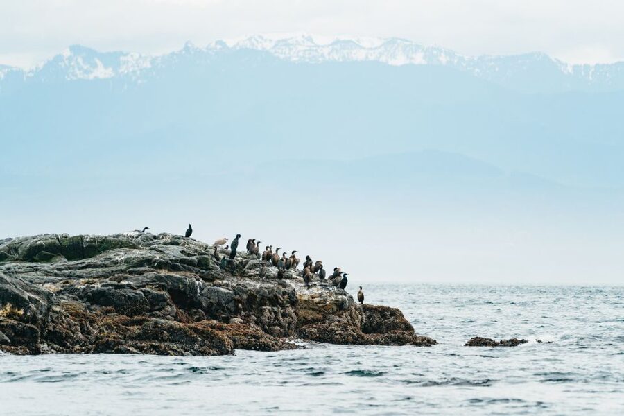 Victoria: Whale Watching Adventure in a Zodiac Boat - The marine life beyond orcas