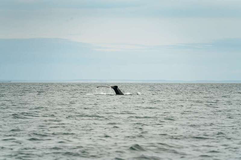 Victoria: Whale Watching Adventure in a Zodiac Boat - Choosing between shared and private