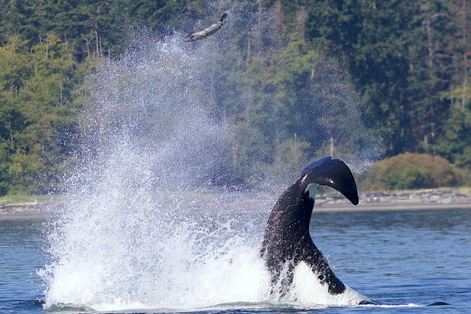 Victoria Whale Watching Cruise with Expert Naturalists - Orcas, humpbacks, and the luck factor