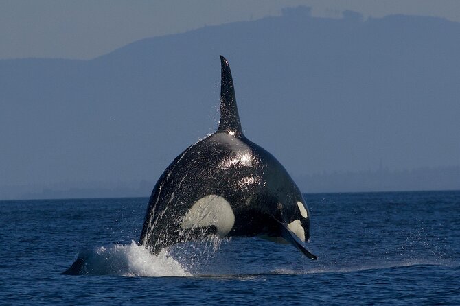 Victoria Whale Watching Cruise with Expert Naturalists - The boat, weather, and comfort