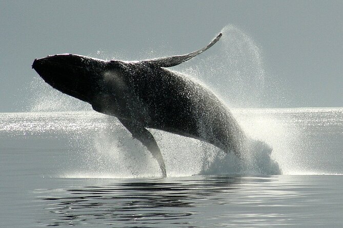 Victoria Whale Watching Cruise with Expert Naturalists - What the three-hour itinerary feels like