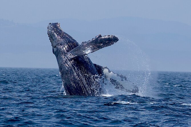 Victoria Whale Watching Cruise with Expert Naturalists - Who will enjoy this cruise most?