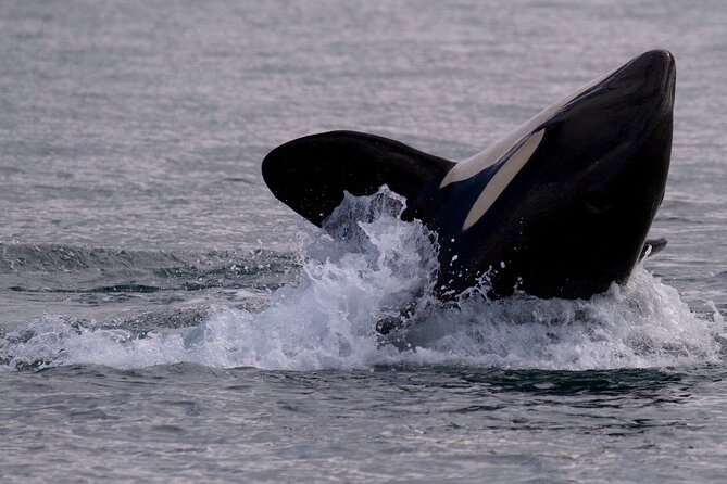 Victoria Whale Watching Cruise with Expert Naturalists - Cancellation and practical details