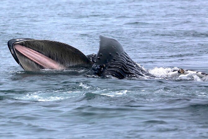 Victoria Whale Watching Cruise with Expert Naturalists - Why two naturalists make a difference