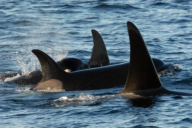Victoria Whale Watching Tour by Zodiac - Starting at 1119 Wharf Street