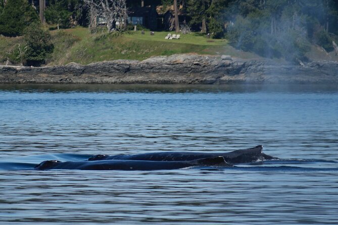 Victoria Whale Watching Tour by Zodiac - Wildlife you might see