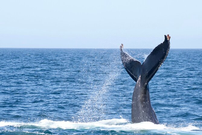 Victoria Whale Watching Tour by Zodiac - Guides who shape the outing