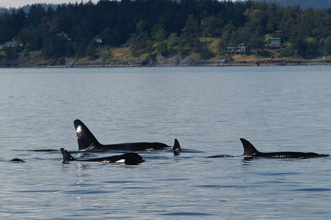 Victoria Whale Watching Tour by Zodiac - What the $111.91 price buys you
