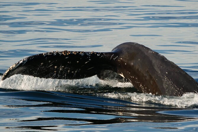 Victoria Whale Watching Tour by Zodiac - Timing, weather, and seasonal expectations