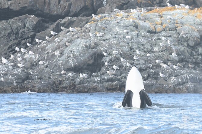Victoria Whale Watching Tour by Zodiac - Who should book this experience