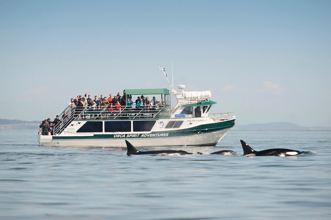 Victoria Whale Watching Tour on a Covered Vessel - Key points before you reserve