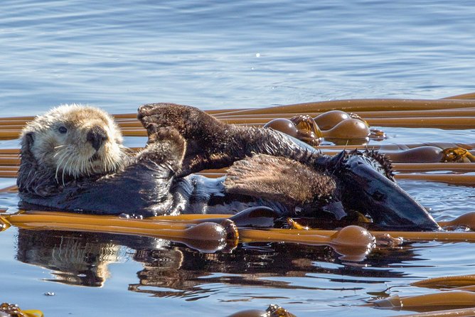 Victoria Whale Watching Tour on a Covered Vessel - Why the marine guides matter