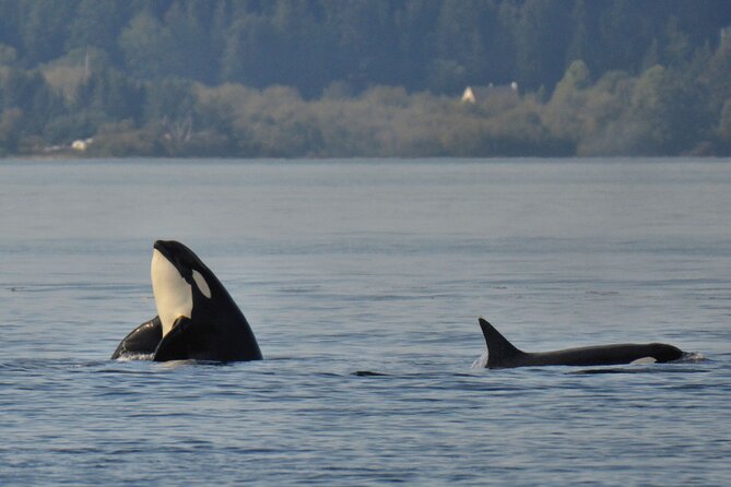 Victoria Whale Watching Tour on a Covered Vessel - Covered cabin versus outdoor deck