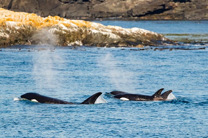 Victoria Whale Watching Tour on a Covered Vessel - Weather, comfort, and the chance of seeing whales