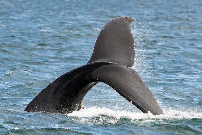 Victoria Whale Watching Tour on a Covered Vessel - Who will enjoy this boat most?