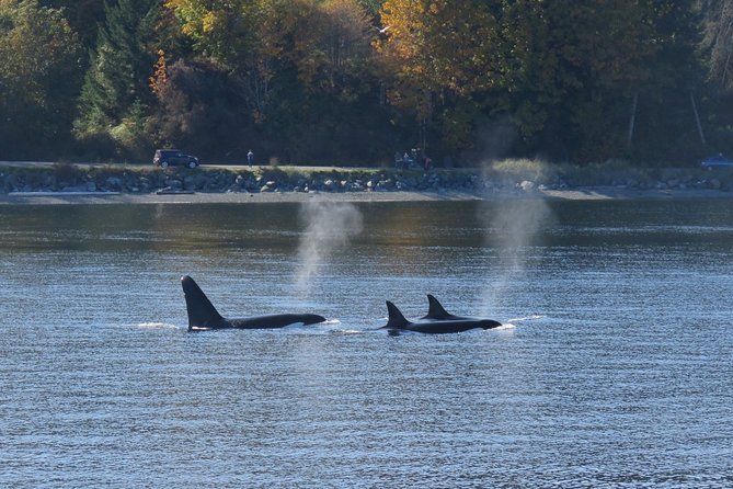 Victoria Zodiac Boat Whale Watching Adventure - Three hours of searching, not a guaranteed wildlife parade
