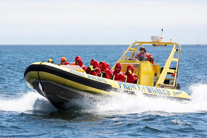 Victoria Zodiac Boat Whale Watching Adventure - Captains who make the difference