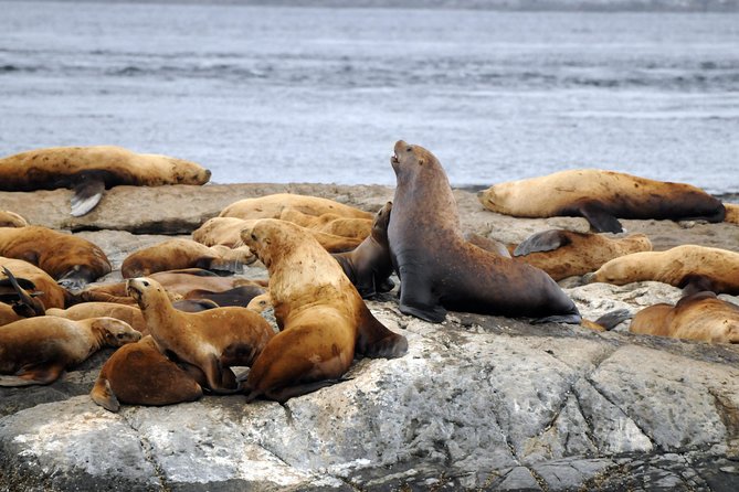Victoria Zodiac Boat Whale Watching Adventure - Is $154.08 a fair price?