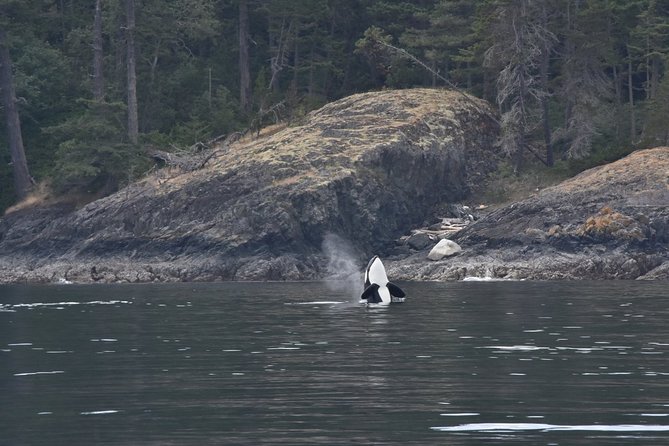 Victoria Zodiac Boat Whale Watching Adventure - Who should choose this boat?