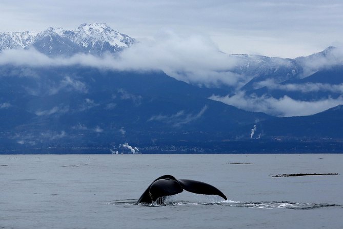 Victoria Zodiac Boat Whale Watching Adventure - What the Zodiac ride feels like in real conditions
