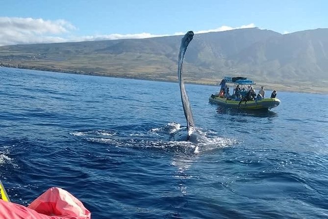 VIP (12 Guests ONLY) Ultimate Whale Watch - Why this raft changes the whale-watching experience