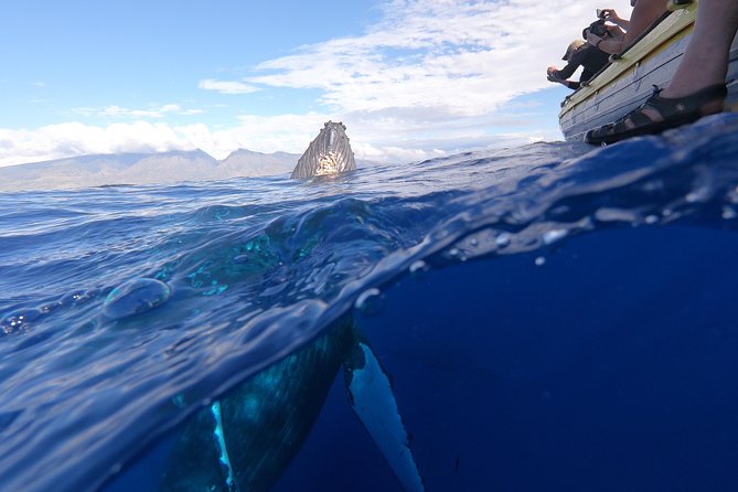 VIP (12 Guests ONLY) Ultimate Whale Watch - The hydrophone brings the whales into the boat