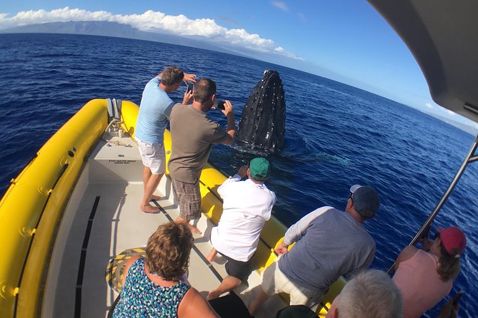 VIP (12 Guests ONLY) Ultimate Whale Watch - Close encounters without crowding the animals