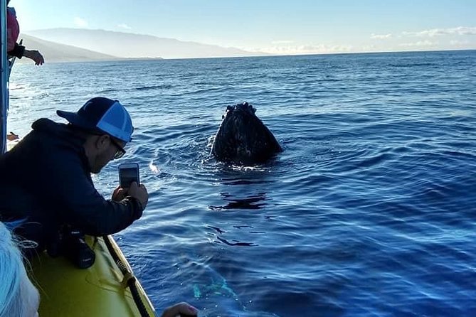 VIP (12 Guests ONLY) Ultimate Whale Watch - What the $125 price buys you