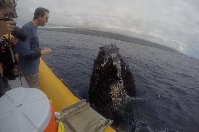 VIP (12 Guests ONLY) Ultimate Whale Watch - Who should book, and who should choose another boat