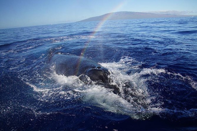 VIP (12 Guests ONLY) Ultimate Whale Watch - Practical details before you reserve