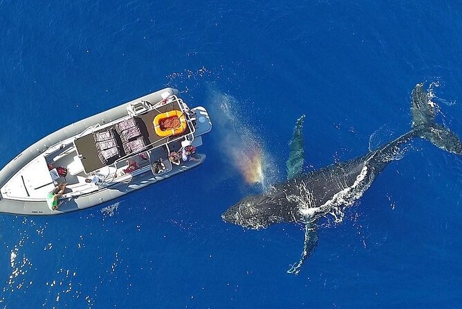 VIP Premiere Whale Watch Kaanapali Beach MAX 12 PASSENGERS - Should you book Maui Whale Adventures?