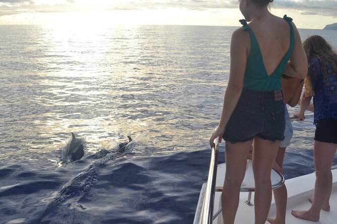 VipDolphins Luxury Whale Watching - Is $95.53 good value?