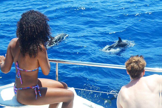 VipDolphins Luxury Whale Watching - What the wildlife search is really like
