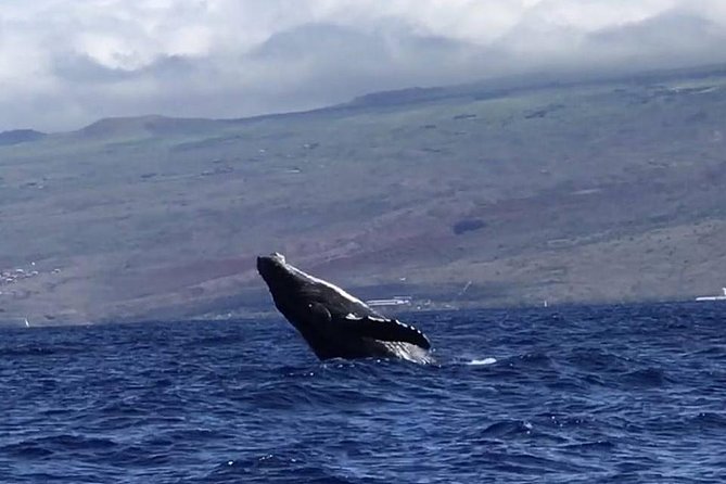 Waikiki Deluxe Catamaran Whale Watch - What this Waikiki whale cruise is really like