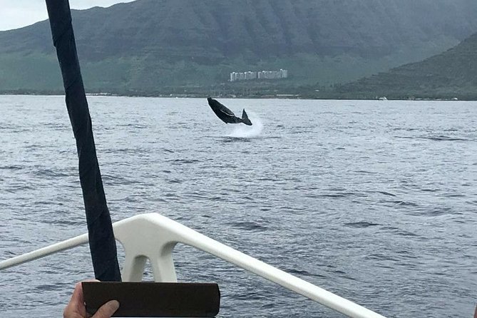 Waikiki Deluxe Catamaran Whale Watch - Searching for humpbacks near Waikiki